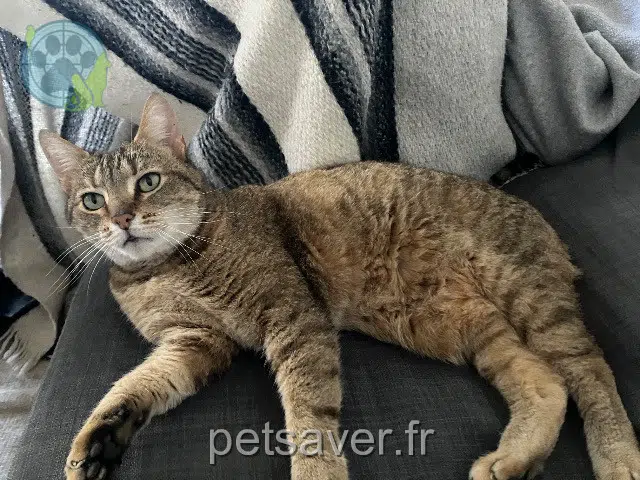 chatte reunited 74120 Megève Lyra