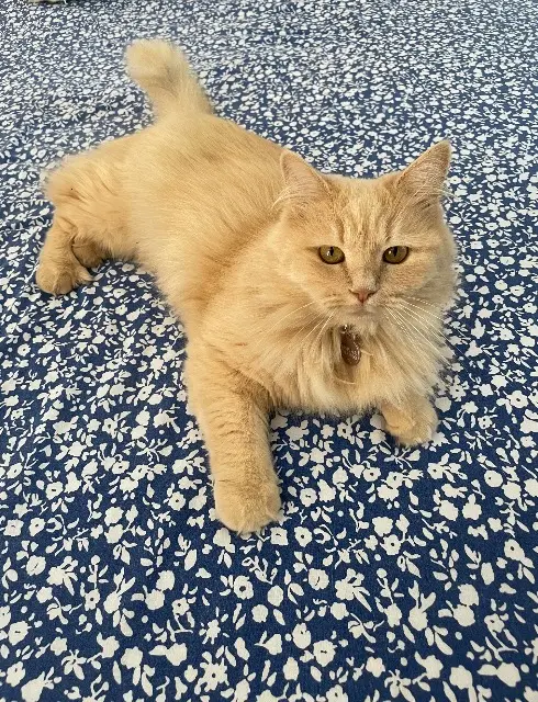 chatte reunited   74140 Chens-sur-Léman Mara