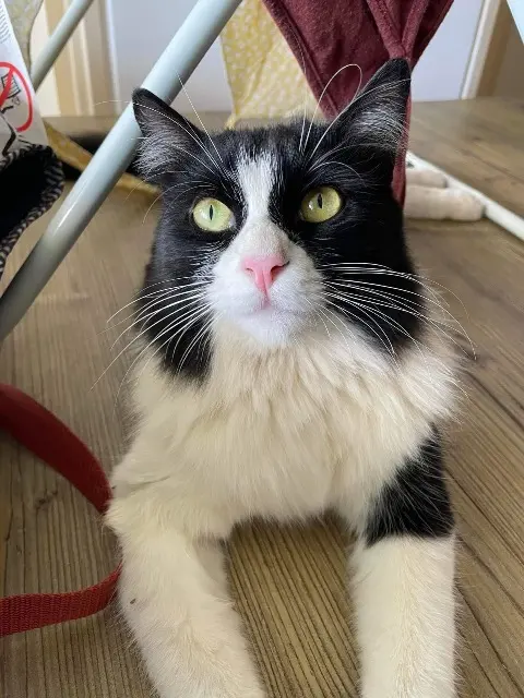 chatte reunited   74800 Arenthon Marley