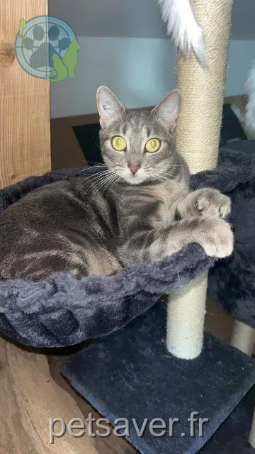 cat reunited   74540 Alby-sur-Chéran Mia