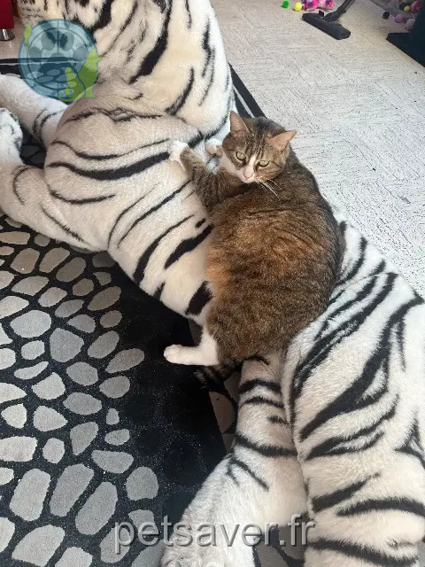 chatte reunited 74910 Seyssel Nala