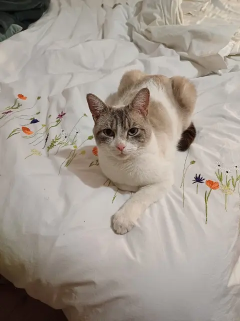 chatte reunited   74500 Saint-Paul-en-Chablais Nini