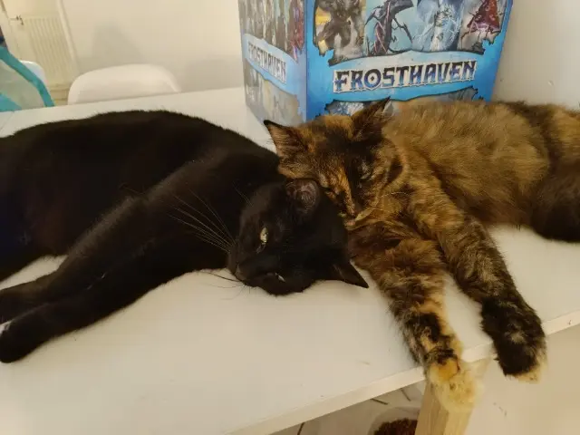 chatte reunited   74330 Poisy Pixie