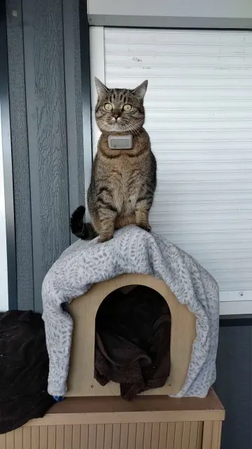 chatte reunited   74930 Reignier-Ésery Twinnie