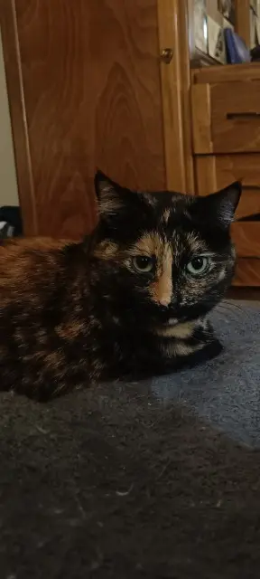 chatte reunited   74350 Cercier Rose Mai