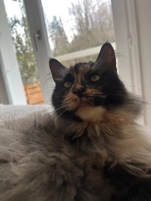 chatte reunited   74500 Saint-Gingolph Caline