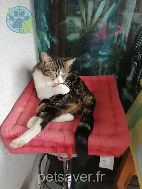 chatte reunited   74200 Thonon-les-Bains Sofy