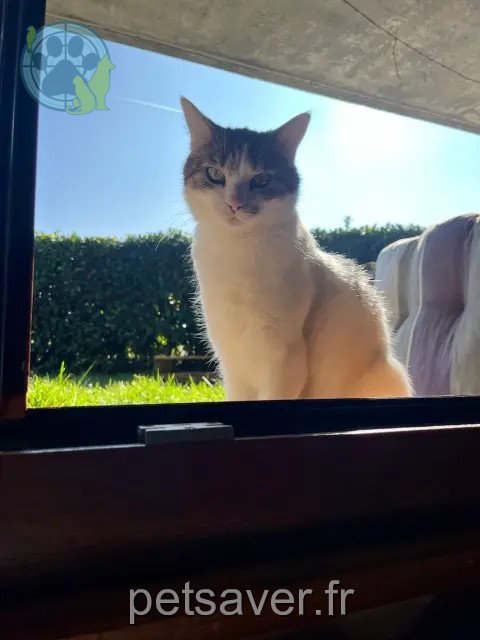 Katze reunited 74500 Publier Tifille