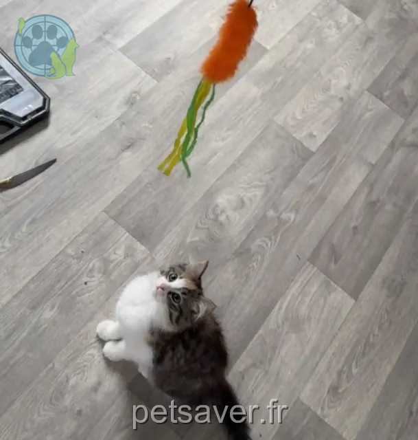 chatte reunited 74300 Cluses Yui