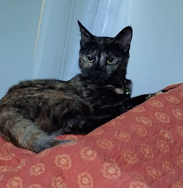 chatte reunited   74270 Chessenaz YUMI