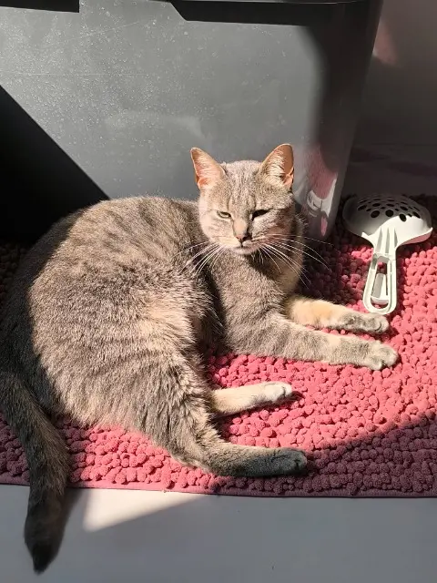 chatte reunited    Paris Anya