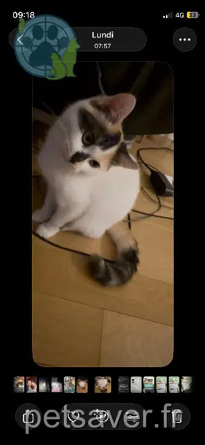 chatte reunited    Paris Bella