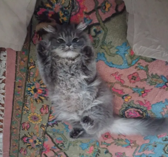 chatte reunited    Paris BERLIOZ