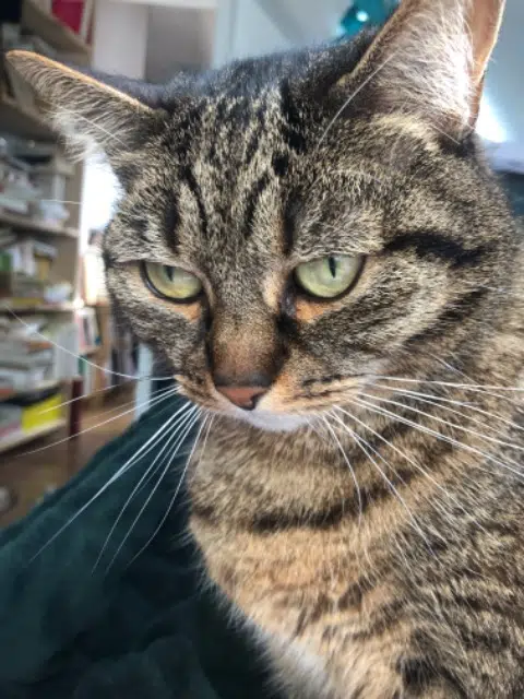 chatte retrouvée Paris Boubouille chatte reunited Paris Boubouille