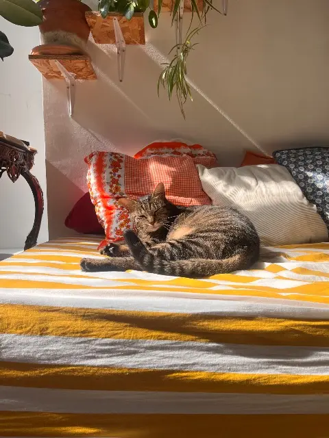 chatte reunited    Paris Brume