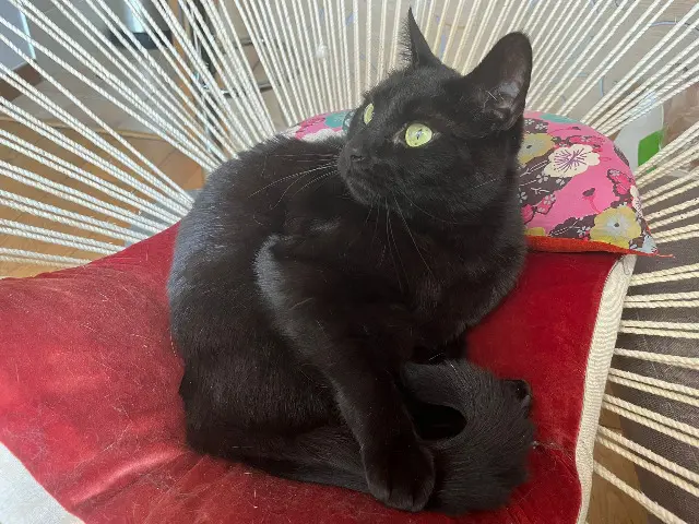 chatte reunited    Paris Chouquette