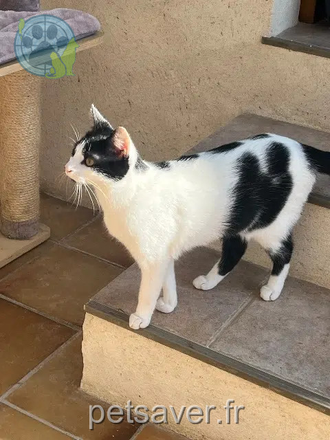chatte reunited    Paris Dulce