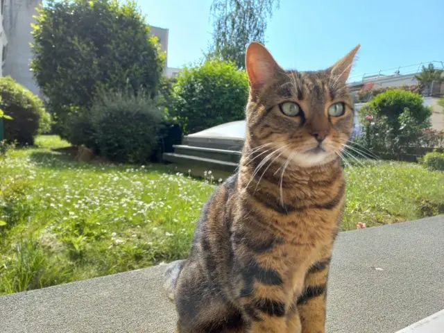 chatte reunited    Paris Eclipse