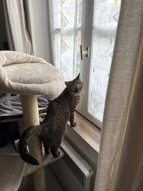 chatte reunited    Paris Gaïa