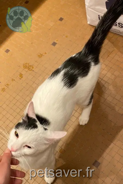 chatte reunited Paris Gigi