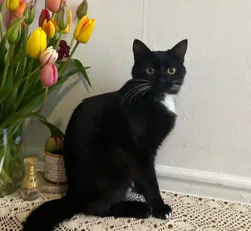 Chatte Trouvée 75C Paris - Gigi Chatte Trouvée 75C Paris - Gigi