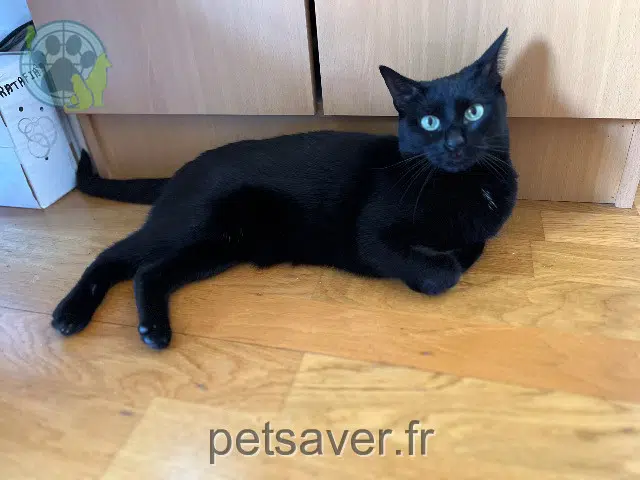 chatte reunited Paris Jacotte