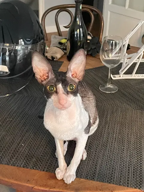 chatte reunited    Paris Jocelyne