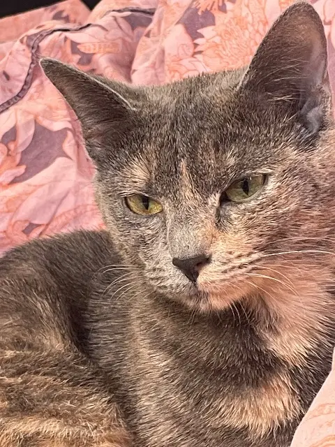 chatte reunited    Paris Kate