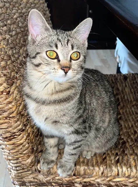 chatte reunited    Paris KORA