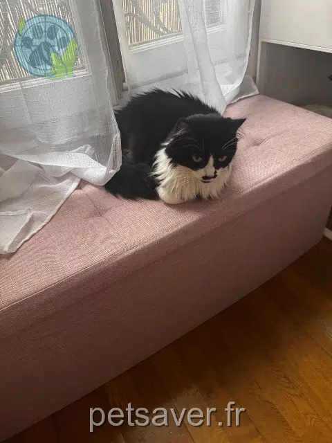 chatte reunited Paris Luna