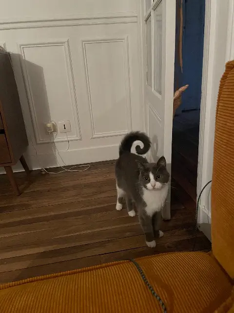 chatte reunited    Paris Margareth