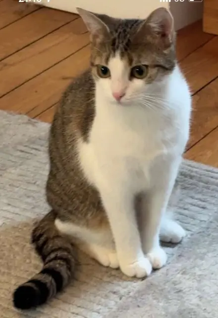 chatte reunited    Paris Marie