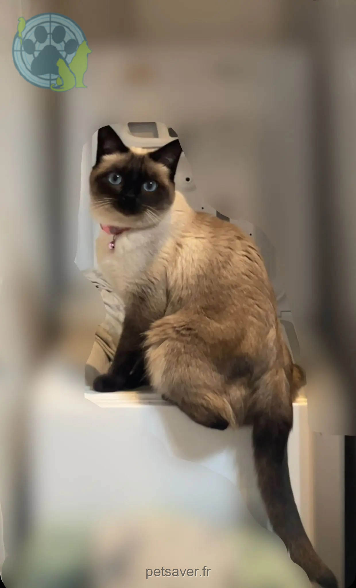 Chatte Perdue 75C Paris - Mia Chatte Perdue 75C Paris - Mia