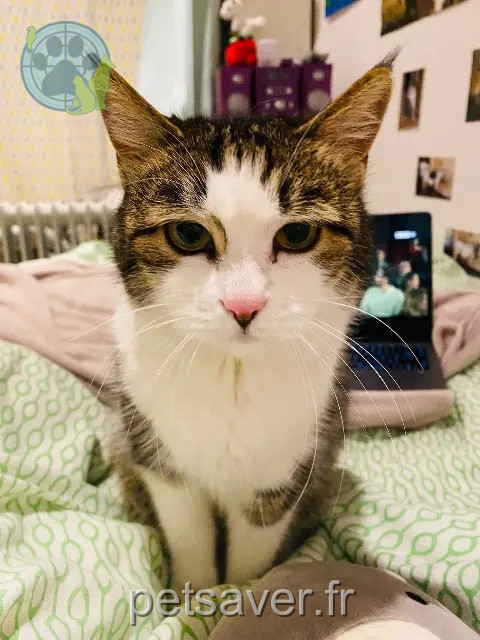 chatte reunited    Paris Minette