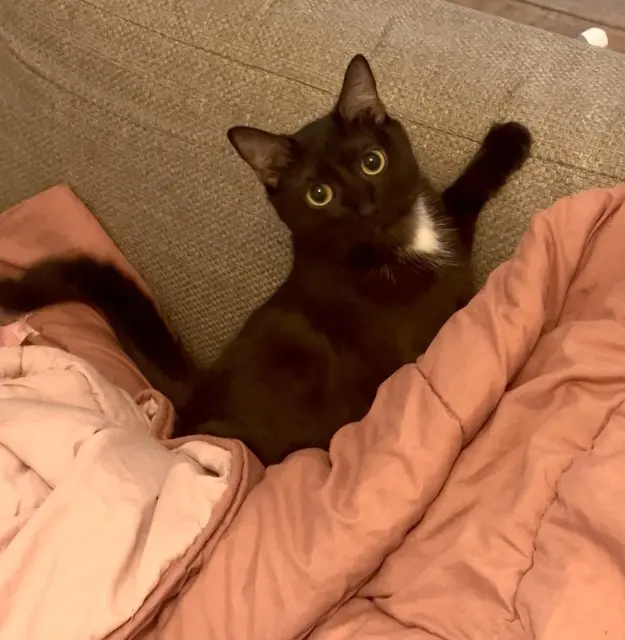 chatte reunited    Paris Mizuki