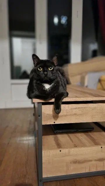 Katze reunited    Paris Mocca
