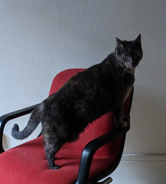 chatte reunited    Paris Mouchette