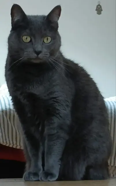 chatte reunited    Paris Nala