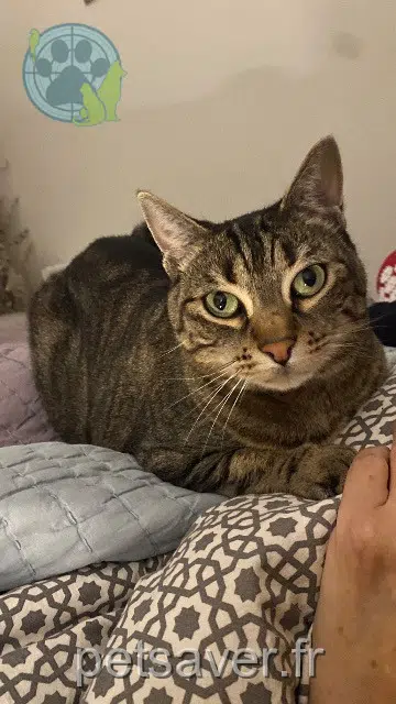 chatte reunited    Paris Nala