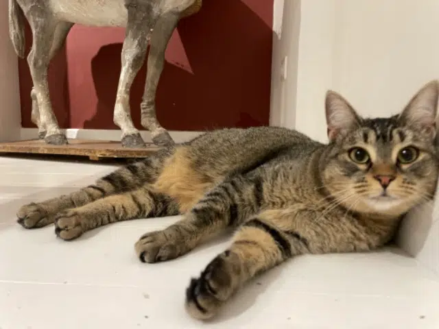 cat reunited    Paris Nina