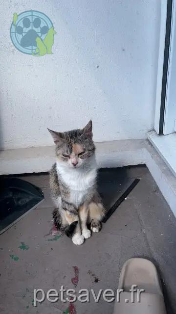 chatte reunited    Paris Nioucha