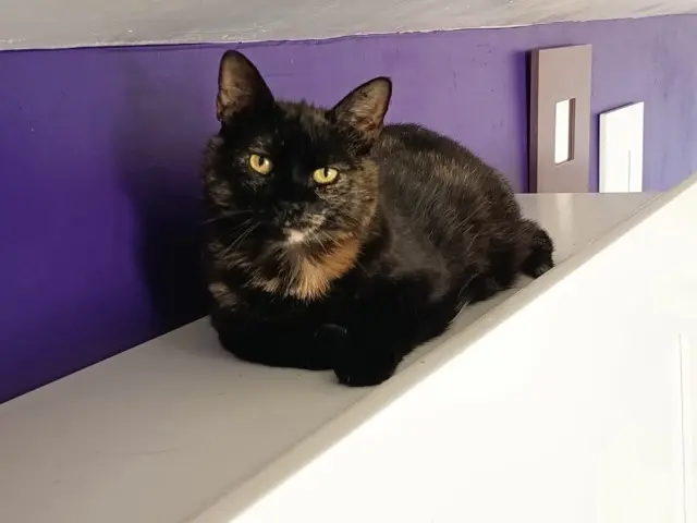 chatte reunited    Paris Petiteminette