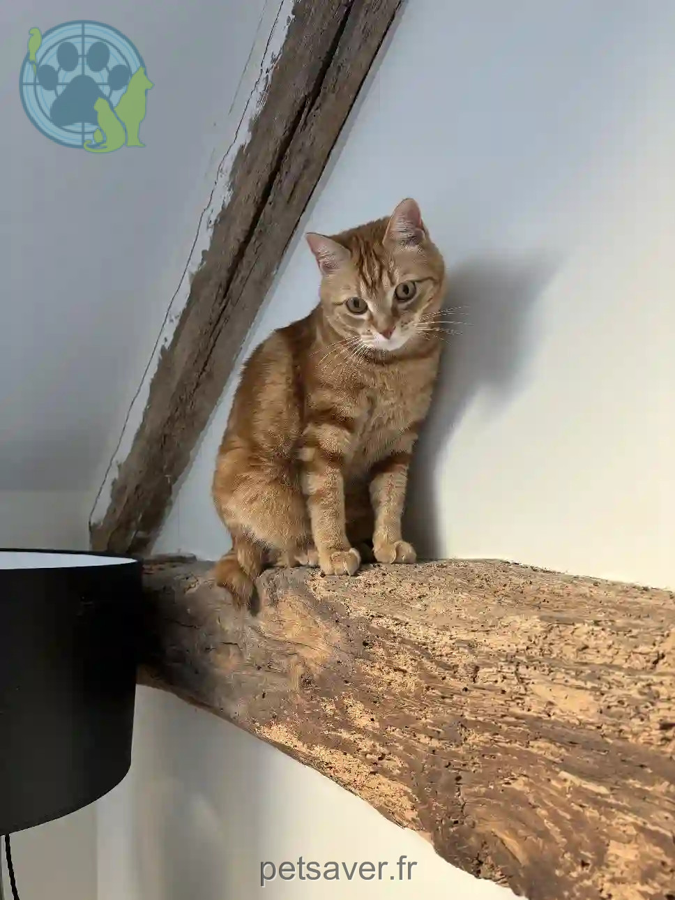Chatte Trouvée 75C Paris - Pipa Chatte Trouvée 75C Paris - Pipa