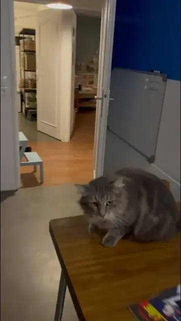 chatte reunited    Paris Pipette