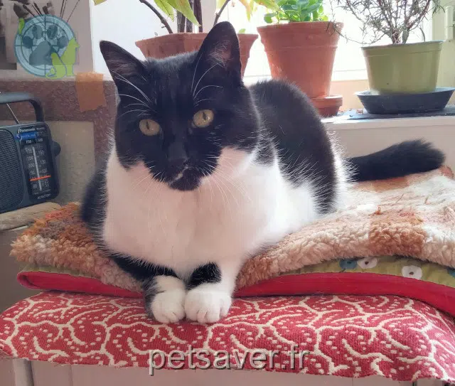 chatte reunited Paris Pitchounette