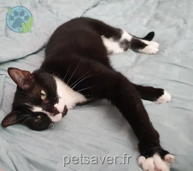 chatte reunited Paris Prim