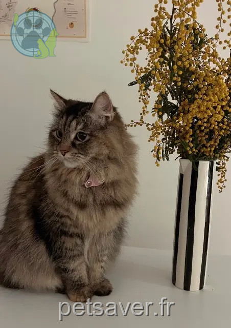 chatte reunited Paris Ruby