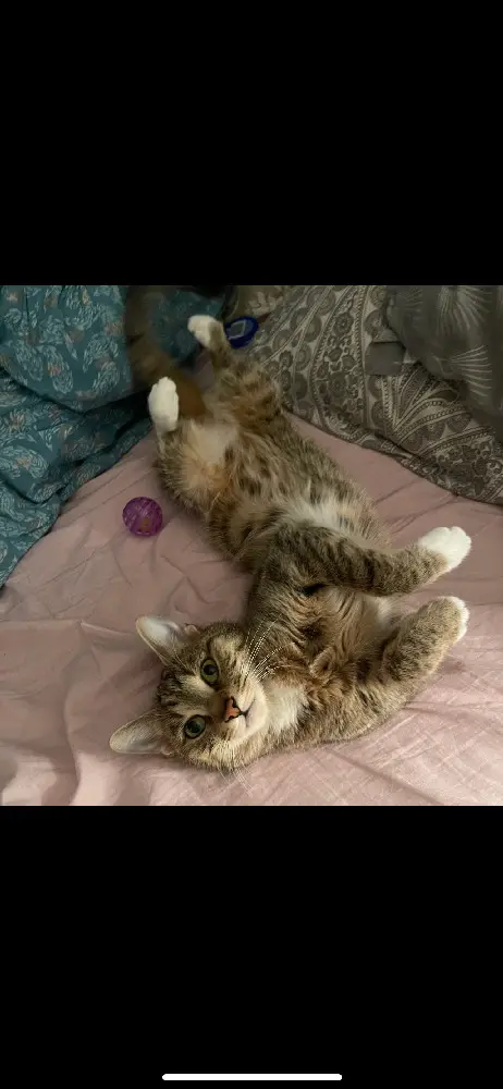 Chatte Perdue 75C Paris - Simba Chatte Perdue 75C Paris - Simba