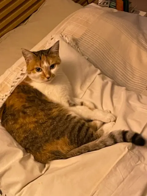 chatte reunited    Paris Sunny