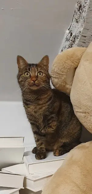 chatte reunited    Paris T Rex